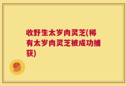 收野生太岁肉灵芝(稀有太岁肉灵芝被成功捕获)