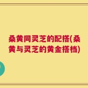 桑黄同灵芝的配搭(桑黄与灵芝的黄金搭档)