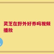 灵芝在野外好养吗视频播放