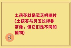 土茯苓就是灵芝吗图片(土茯苓与灵芝长得非常像，但它们是不同的植物)
