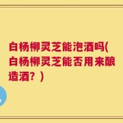 白杨柳灵芝能泡酒吗(白杨柳灵芝能否用来酿造酒？)