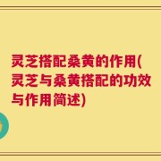灵芝搭配桑黄的作用(灵芝与桑黄搭配的功效与作用简述)