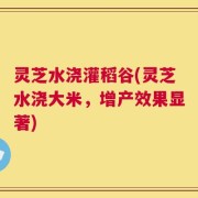 灵芝水浇灌稻谷(灵芝水浇大米，增产效果显著)