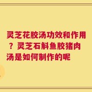 灵芝花胶汤功效和作用 ？灵芝石斛鱼胶猪肉汤是如何制作的呢