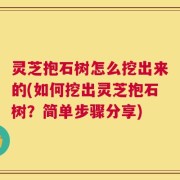 灵芝抱石树怎么挖出来的(如何挖出灵芝抱石树？简单步骤分享)