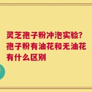 灵芝孢子粉冲泡实验？孢子粉有油花和无油花有什么区别