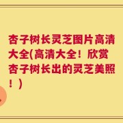 杏子树长灵芝图片高清大全(高清大全！欣赏杏子树长出的灵芝美照！)