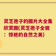 灵芝孢子的图片大全集欣赏图(灵芝孢子全貌：惊艳的自然之美)