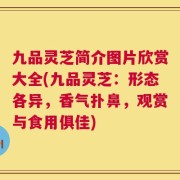 九品灵芝简介图片欣赏大全(九品灵芝：形态各异，香气扑鼻，观赏与食用俱佳)