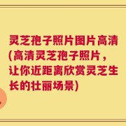 灵芝孢子照片图片高清(高清灵芝孢子照片，让你近距离欣赏灵芝生长的壮丽场景)