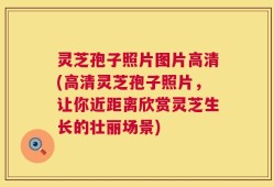 灵芝孢子照片图片高清(高清灵芝孢子照片，让你近距离欣赏灵芝生长的壮丽场景)