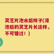 灵芝片泡水后样子(浸泡后的灵芝片长这样，不可错过！)