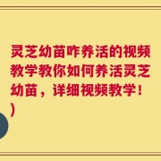 灵芝幼苗咋养活的视频教学教你如何养活灵芝幼苗，详细视频教学！)