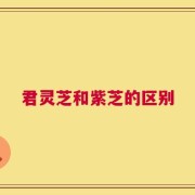 君灵芝和紫芝的区别