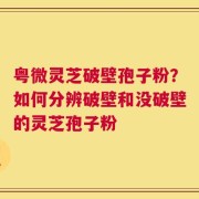 粤微灵芝破壁孢子粉？如何分辨破壁和没破壁的灵芝孢子粉