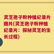 灵芝孢子粉种植纪录片图片(灵芝孢子粉种植纪录片：探秘灵芝的生长过程)