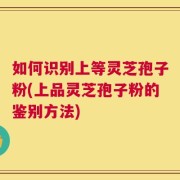 如何识别上等灵芝孢子粉(上品灵芝孢子粉的鉴别方法)