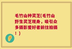毛竹山种灵芝(毛竹山野生灵芝现身，吸引众多摄影爱好者前往拍摄！)