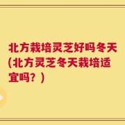 北方栽培灵芝好吗冬天(北方灵芝冬天栽培适宜吗？)