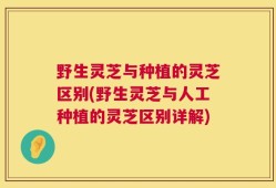 野生灵芝与种植的灵芝区别(野生灵芝与人工种植的灵芝区别详解)
