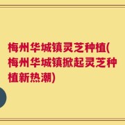 梅州华城镇灵芝种植(梅州华城镇掀起灵芝种植新热潮)