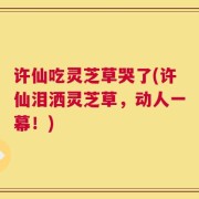 许仙吃灵芝草哭了(许仙泪洒灵芝草，动人一幕！)