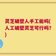 灵芝破壁人手工能吗(人工破壁灵芝可行吗？)