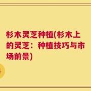 杉木灵芝种植(杉木上的灵芝：种植技巧与市场前景)