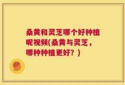 桑黄和灵芝哪个好种植呢视频(桑黄与灵芝，哪种种植更好？)