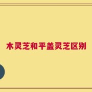 木灵芝和平盖灵芝区别