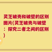 灵芝破壳和破壁的区别图片(灵芝破壳与破壁：探究二者之间的区别)