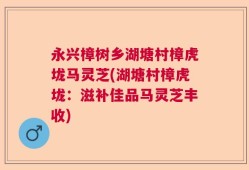 永兴樟树乡湖塘村樟虎垅马灵芝(湖塘村樟虎垅：滋补佳品马灵芝丰收)