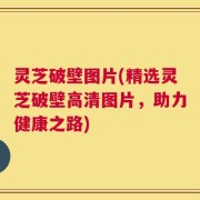 灵芝破壁图片(精选灵芝破壁高清图片，助力健康之路)