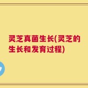 灵芝真菌生长(灵芝的生长和发育过程)