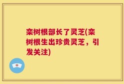 栾树根部长了灵芝(栾树根生出珍贵灵芝，引发关注)