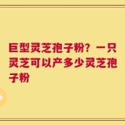 巨型灵芝孢子粉？一只灵芝可以产多少灵芝孢子粉