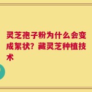 灵芝孢子粉为什么会变成絮状？藏灵芝种植技术