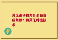 灵芝孢子粉为什么会变成絮状？藏灵芝种植技术
