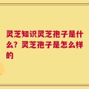 灵芝知识灵芝孢子是什么？灵芝孢子是怎么样的