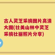 古人灵芝采摘图片高清大图(壮美山林中灵芝采摘壮丽照片分享)