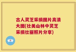 古人灵芝采摘图片高清大图(壮美山林中灵芝采摘壮丽照片分享)