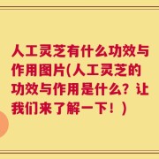人工灵芝有什么功效与作用图片(人工灵芝的功效与作用是什么？让我们来了解一下！)