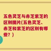 五色灵芝与赤芝紫芝的区别图片(五色灵芝、赤芝和紫芝的区别有哪些？)
