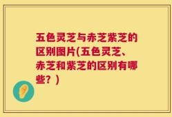 五色灵芝与赤芝紫芝的区别图片(五色灵芝、赤芝和紫芝的区别有哪些？)