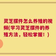 灵芝摆件怎么养殖的视频(学习灵芝摆件的养殖方法，轻松掌握！)