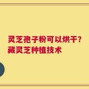 灵芝孢子粉可以烘干？藏灵芝种植技术