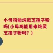 小母鸡能炖灵芝孢子粉吗(小母鸡能用来炖灵芝孢子粉吗？)