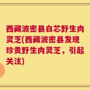 西藏波密县白芯野生肉灵芝(西藏波密县发现珍贵野生肉灵芝，引起关注)