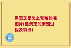 黑灵芝是怎么繁殖的呢图片(黑灵芝的繁殖过程及特点)
