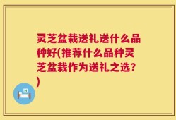 灵芝盆栽送礼送什么品种好(推荐什么品种灵芝盆栽作为送礼之选？)